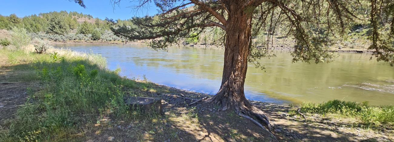 A shady western juniper along the North Fork John Day River.