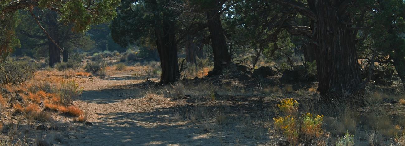 Huntington Wagon Road Trail