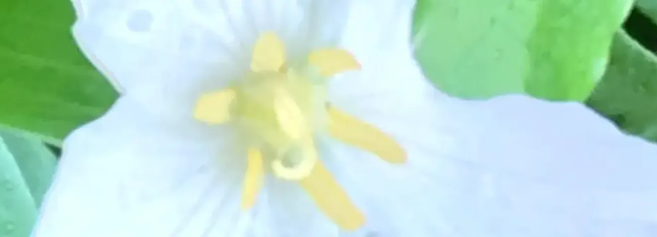 Trillium flower