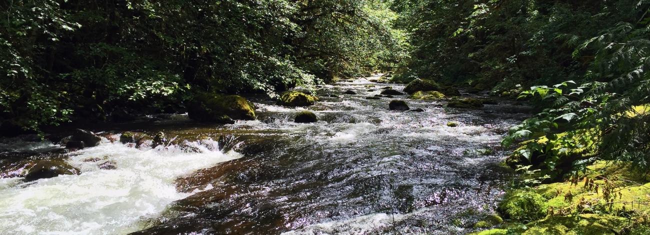 Elkhorn Creek Wild and Scenic River