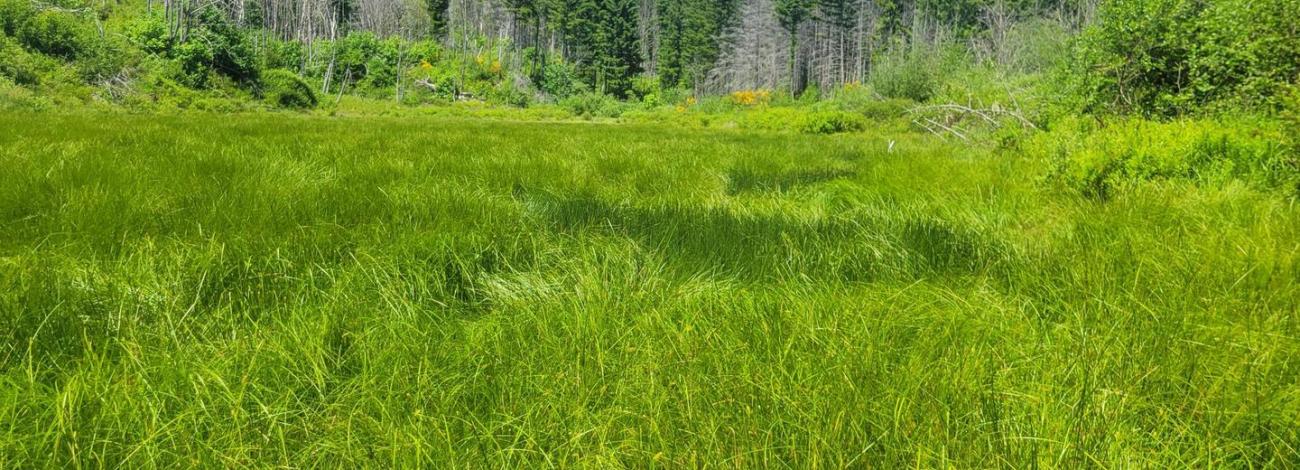 Aquila Vista wetland