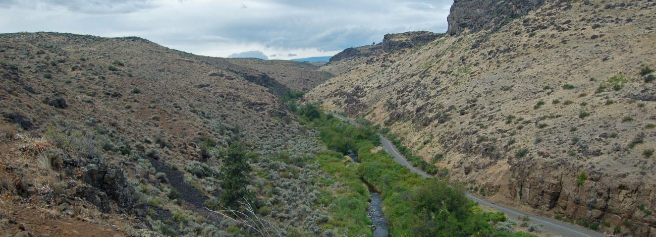 View of the verdant Cowiche Creek and adjacent trail.