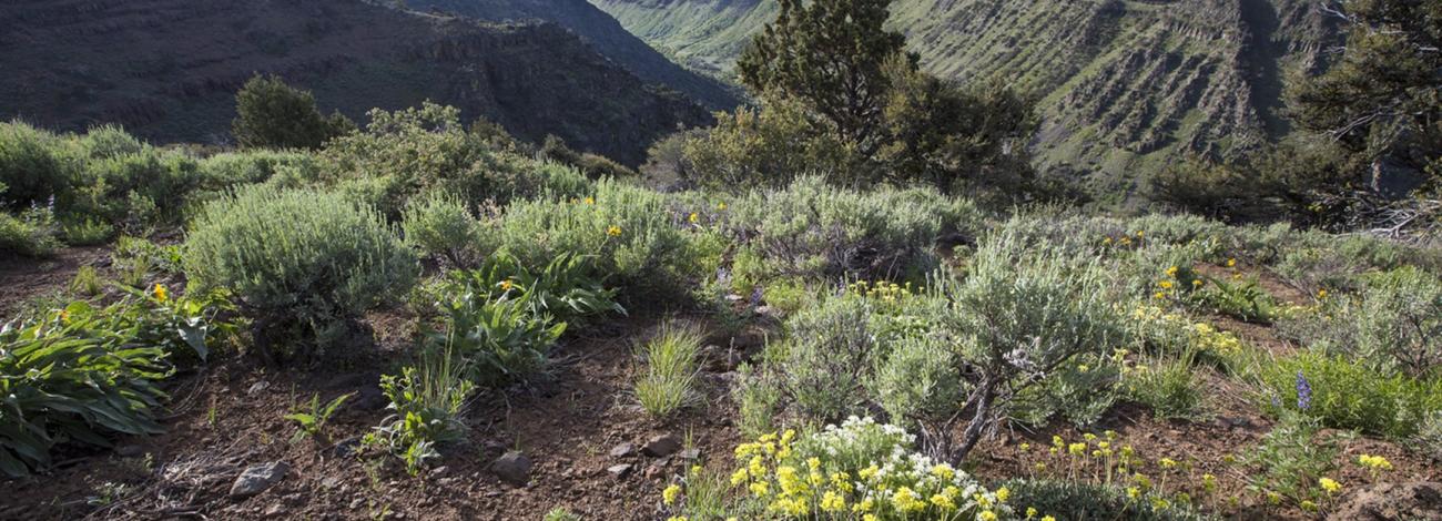 Steens Mountain