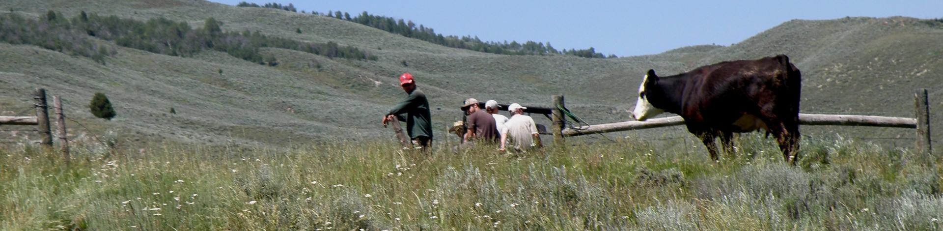 A cow looks at a crew working on a fence in a pasture with mountains in the background.